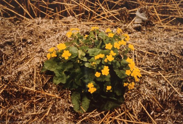 (Foto af blomster)